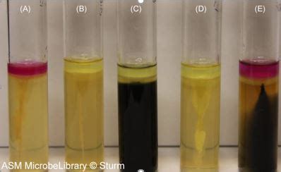 7.2: Introduction to Biochemical Tests Part II .